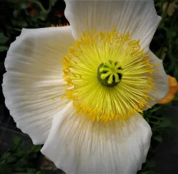 Eine weiße Blüte mit einem leuchtend gelben Zentrum. Die Blütenblätter sind sanft gewellt und das Innere strahlt eine fröhliche Farbe aus.