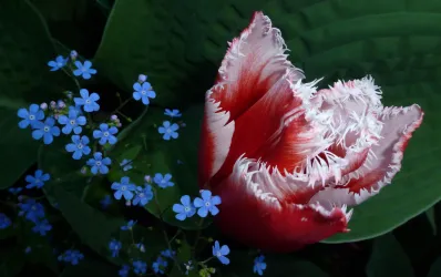 Eine prächtige rote Tulpe mit fransigen Blütenblättern steht neben kleinen blauen Vergissmeinnicht. Die grünen Blätter bilden einen schönen Hintergrund.
