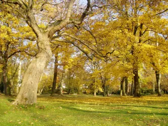 Ein ruhiger Park mit vielen Bäumen, deren Blätter in leuchtendem Gelb erstrahlen. Die Wiese ist grün und die Atmosphäre ist friedlich.