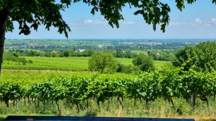 Blick über das Rebenmeer Richtung Landau, Christoph Bauer, https://www.powpau.de/