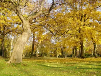 Herbst im Goethepark