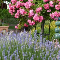 Ein blühender Garten mit einer großen rosa Rosenpflanze und lila Lavendel. Die Farben sind lebendig und schaffen eine einladende Atmosphäre.