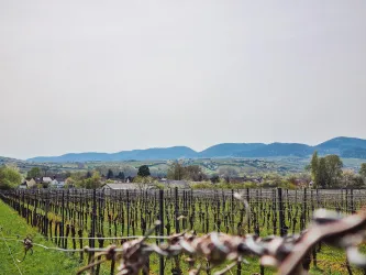 Ein Weinberg mit grünen Reben erstreckt sich bis zum Horizont. Im Hintergrund sind sanfte Hügel zu sehen.