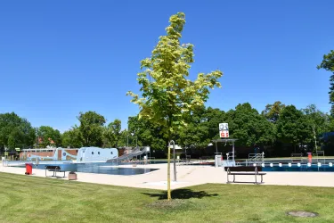 Ein sonniger Tag am Freibad mit einem klaren blauen Himmel. Im Vordergrund steht ein Baum und im Hintergrund sind das Schwimmbecken und einige Sitzbänke zu sehen.