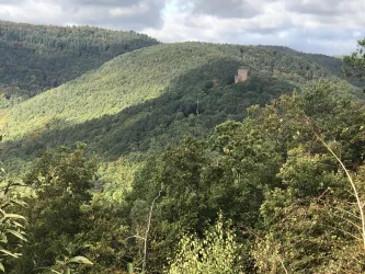 Wanderung im Pfälzerwald