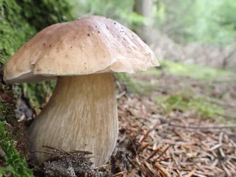 Ein großer Pilz mit einem hellbraunen Hut wächst am Waldboden. Um ihn herum sind grüne Moosflächen und Nadeln zu sehen.