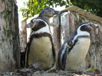 Drei Pinguine stehen nebeneinander vor einer Holzstruktur. Sie haben einfarbiges Gefieder mit charakteristischen schwarzen und weißen Mustern.