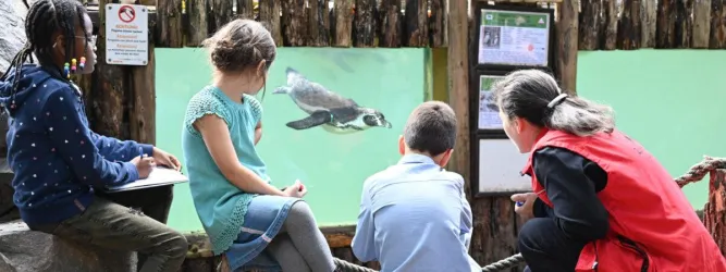 Kinder beobachten einen Pinguin hinter einem Aquarienfenster. Es ist ein lehrreicher Moment in einem Zoo oder Aquarium.