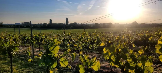 Weinlagen Weingut Wachner