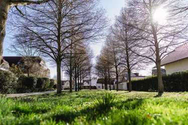 Ein ruhiger Park mit kahlen Bäumen auf beiden Seiten eines Weges. Das Gras ist grün und die Sonne scheint.