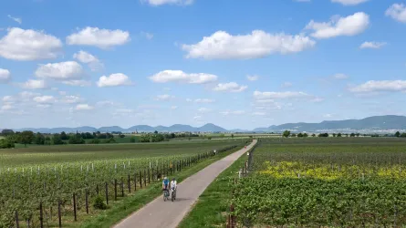 Eine malerische Landschaft mit Weinbergen und einem klaren blauen Himmel. Radfahrer genießen den Weg durch die Natur.