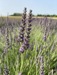 Lavendelfeld BlauSinn- Anne Gaul