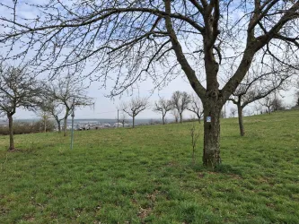 Streuobstwiese oberhalb von Grünstadt