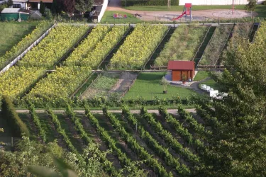 De Asselheimer Schneckenfarm "Pfalzschnecke"