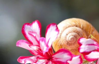 Das Wappentier - die Schnecke