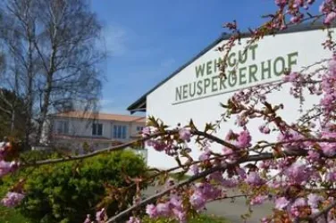 Ein Weingut mit dem Namen "Neuspergerhof" ist im Hintergrund sichtbar. Im Vordergrund blühen zarte Kirschblüten unter klarem Himmel.