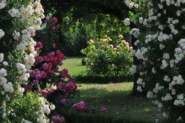 Ein schöner Garten mit bunten Rosen in verschiedenen Farben. Im Hintergrund sind weitere Blumen und grünes Gras sichtbar.