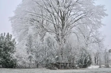 Ein winterlicher Garten mit einem großen, verschneiten Baum.
