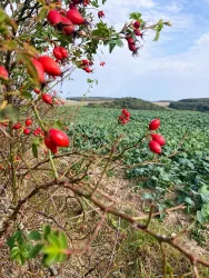 Aussicht Panorama-Rundweg 2