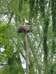 Storchennest an der Zeiskamer Mühle