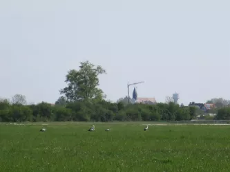Zeiskam bewässerte Wiesen mit Störchen