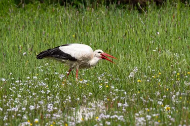 Storch einzeln