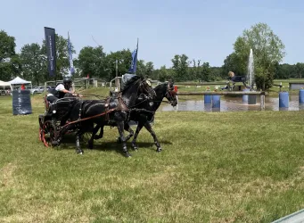 Zwei Pferde ziehen eine Kutsche über ein grünes Feld. Im Hintergrund sind Wasser und Bäume zu sehen.