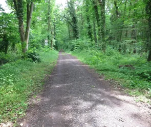 Blick in den Wald vom Rastplatz beim Reitverein II