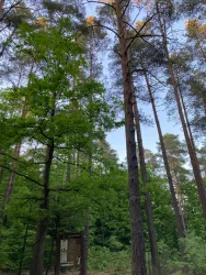Ein hoher Wald mit vielen typischen Baumarten. Der Himmel ist klar und es gibt viel frisches Grün.