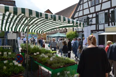 Ein belebter Markt mit einem großen Sonnenschirm und verschiedenen Pflanzenständen. Menschen schlendern zwischen den Ständen in einer charmanten, historischen Umgebung.