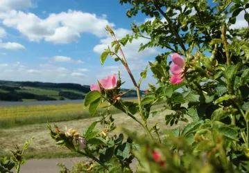Impressionen (© Verein Südliche Weinstrasse Herxheim e.V.)