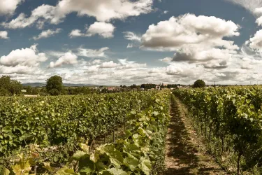 Ein malerischer Weinberg mit grünen Reben und einem klaren Himmel voller Wolken. Die Sonne beleuchtet den Weg zwischen den Reihen.