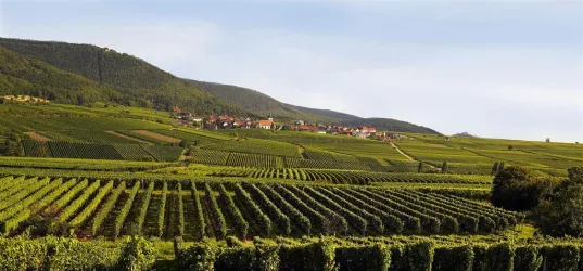 Weyher Hans-Georg Merkel Panorama23 (© Verein SÜW Edenkoben)