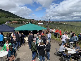 Eine lebhafte Weinlesefeier mit vielen Menschen in einem Weinberg. Im Hintergrund sind grüne Hügel und ein klarer Himmel sichtbar.