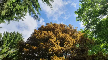 Bäume auf dem Waldlehrpfad Baumholder