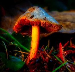 Pilz großaufnahme_CDübbers_CC-BY