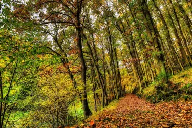 Herbstwanderweg_CDübbers_CC-BY