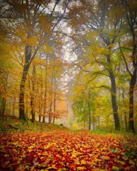 Herbstlaub auf Weg_CDübbers_CC-BY