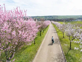 Ein malerischer Weg umgeben von blühenden Kirschbäumen in verschiedenen Rosatönen. Eine Person fährt mit dem Fahrrad entlang des Weges.