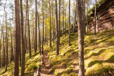 Ein Waldweg führt durch hohe Bäume und grünes Moos. Das Licht fällt sanft zwischen den Ästen hindurch.
