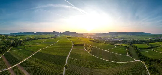 Eine weitläufige Landschaft mit Weinbergen, umgeben von sanften Hügeln. Der Sonnenuntergang taucht die Szene in warmes Licht.