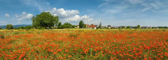 Ein Feld voller roter Mohnblumen erstreckt sich unter einem klaren blauen Himmel. Im Hintergrund sind Bäume und einige Häuser zu sehen.