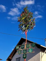 Ein geschmückter Maibaum steht hoch oben vor einem blauen Himmel. Bunte Bänder und Schilder zieren den Baum.