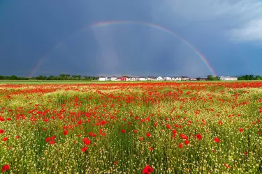 Feld Altdorf (© Foto AG VHS Edenkoben)