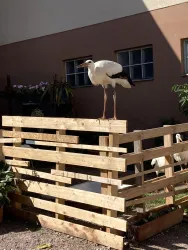 Storch in Winden