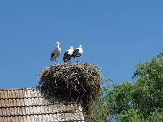 Storchennest auf Dach in Winden