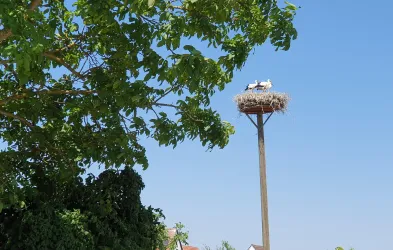 Storchennest im Glockenzehnten Winden