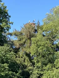 Ein großer Baum mit einem Storchennest oben. Zwei Störche sitzen auf dem Nest unter einem blauen Himmel.