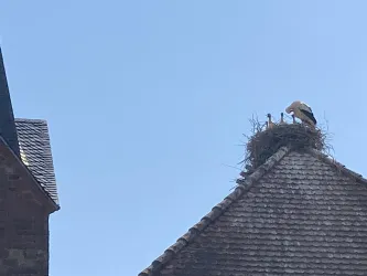 Ein Storch steht auf einem Nest auf dem Dach eines Hauses. Der Himmel ist klar und blau.