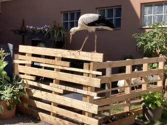 Ein Storch steht auf einer Holzlattenkonstruktion in einem Garten. Im Hintergrund sind Pflanzen und ein Haus zu sehen.